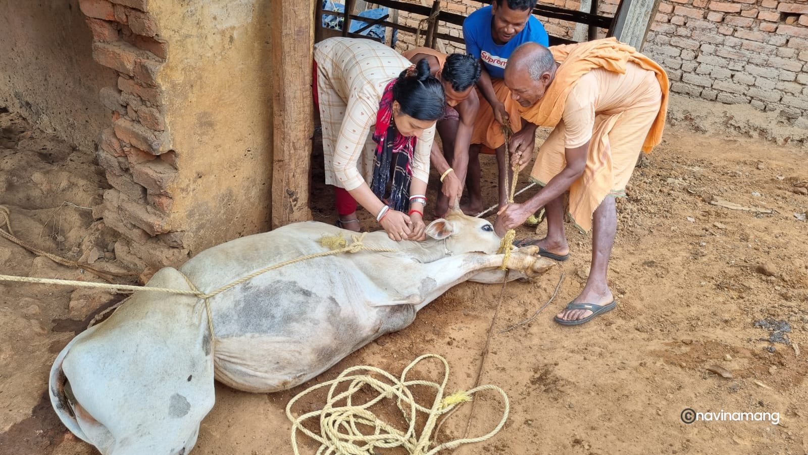 मवेशियों का हो रहा नि:शुल्क टीकाकरण एवं उपचार