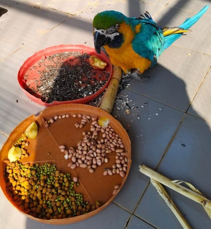 ब्लू गोल्ड मकाऊ और अफ्रीकन ग्रे पैरेट के आगमन से गुलजार हुआ लामनी पार्क
